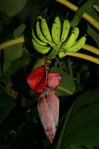 banana-republic-by-laszlo-photo