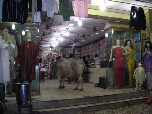 bovine in store by bluerasberry