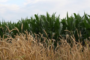 wheat corn and sky by smoorenburg