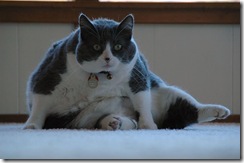 fatcat by Chika