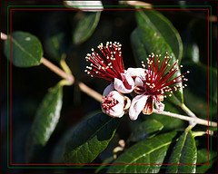 Flowering Feijoa
