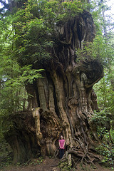 big-cedar-tree-tiny-girl-by-woodleywonderworks