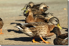 ducks in a row by dalvenjah