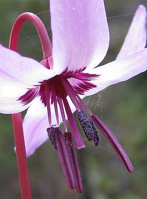 Erythronium hendersonii, Henderson's Fawn-Lily