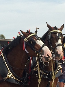 Clydesdale rigged team (CRT)