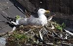CARDIFF, WALES - AUGUST 08: A seagull