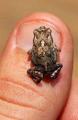 small toad