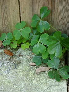 early clover