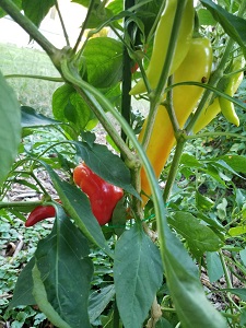 offset peppers